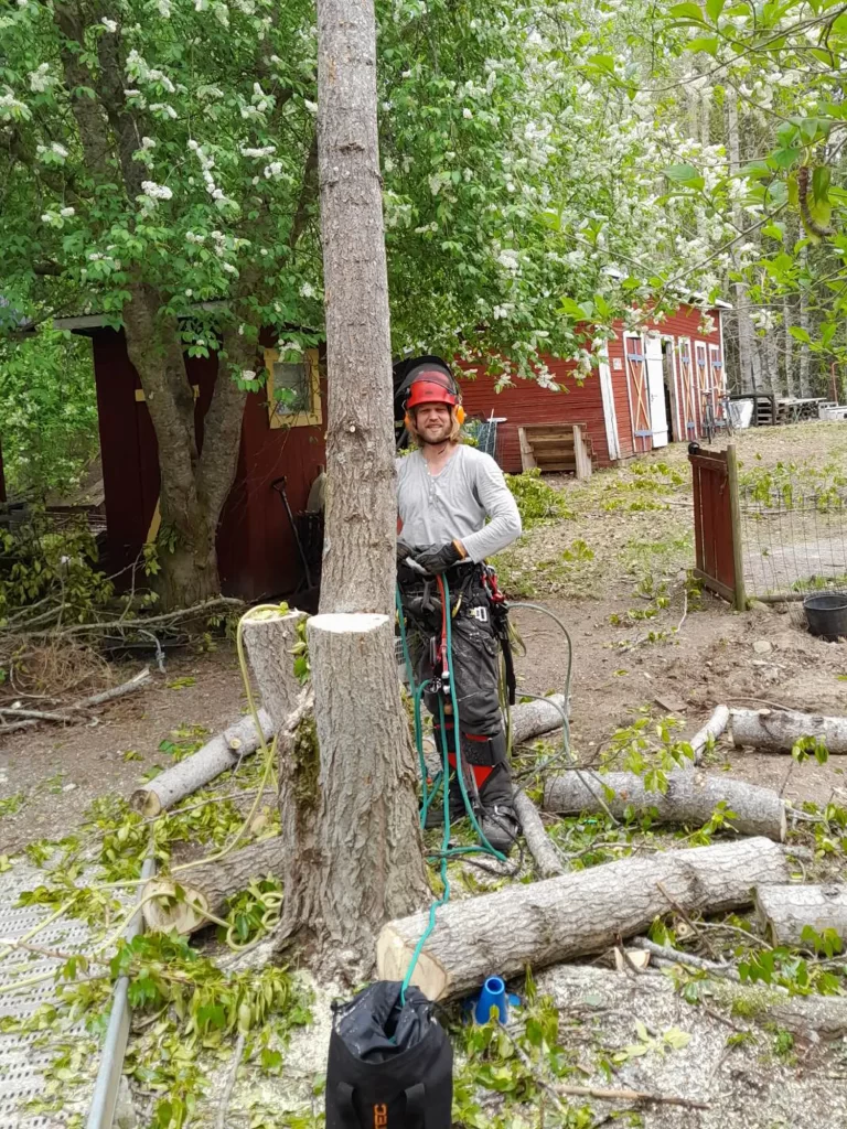 En professionell trädvårdare arbetar säkrat med klätterutrustning vid en trädstam, omgiven av sågade grenar.